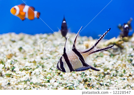 Aquarium fish 12228547