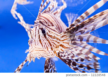 Aquarium fish 12228548