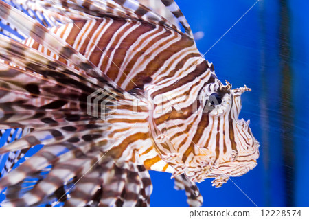 Aquarium fish 12228574