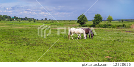 The two tied horses in the pasture 12228636