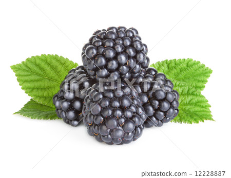 圖庫照片: blackberries isolated on white background.