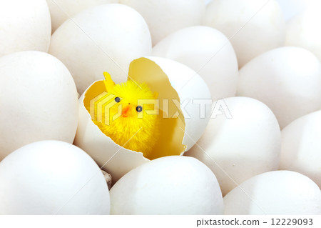 Newborn chicken in shell of egg Newborn chicken in shell of egg 12229093