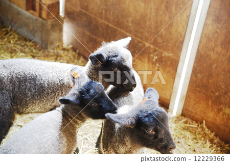 Sheep Sheep 12229366