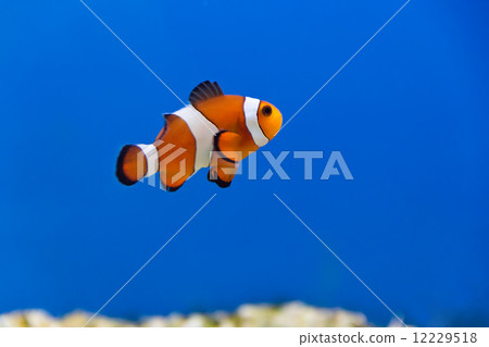 Clown fish 12229518