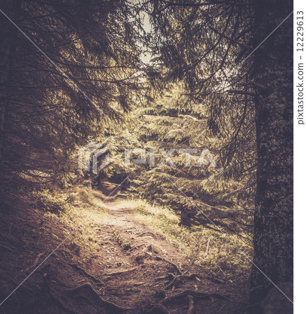 Path in beautiful forest 12229613