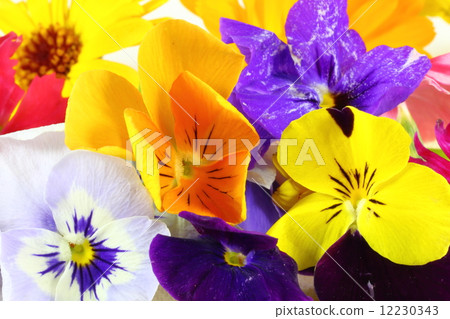 Edible Flower Edible Flower 12230343