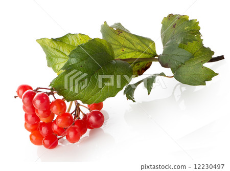 Bunch of viburnum 12230497
