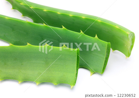 蘆薈 蘆薈 12230652