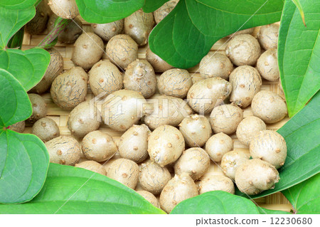Bamboo grass 12230680