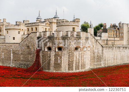 Red poppies in the moat of the Tower of London 12230751