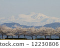 Hakusan and Sakura 12230806