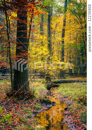 Wild autumn forest Wild autumn forest 12230808