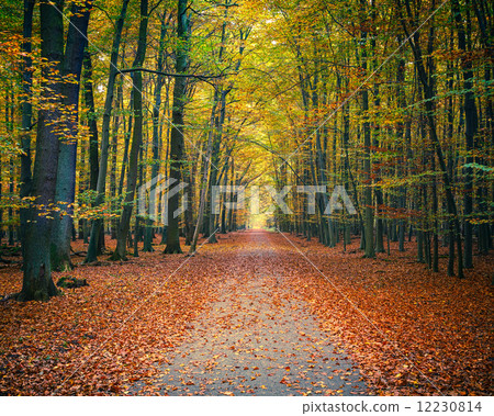 Autumn park Autumn park 12230814