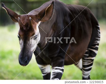 The Okapi known as the forest giraffe or zebra giraffe 12230815