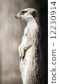 Meerkat guarding the territory 12230914