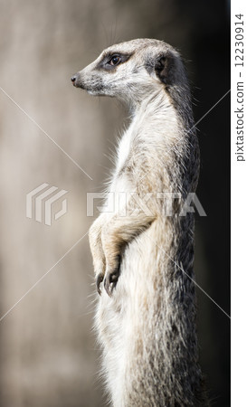 Meerkat guarding the territory 12230914