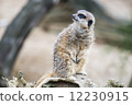 Meerkat guarding the territory 12230915