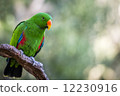 Emerald green male Eclectus Roratus parrot 12230916