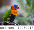 Bright Rainbow Lorikeet parrot 12230917