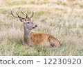 Stag or Hart, the male red deer 12230920