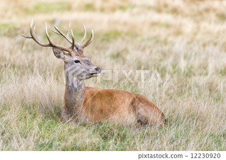 Stag or Hart, the male red deer 12230920