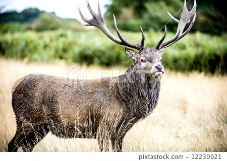 Stag or Hart, the male red deer 12230921