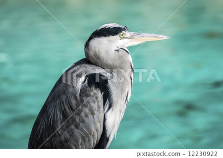 Heron waiting for a fish in the lake 12230922