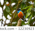 Superb starling bird 12230923
