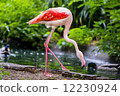 Pinkish-white greater flamingo bird 12230924