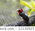 Bearded barbet bird 12230925