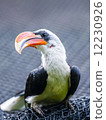 Von Der Deckens Hornbill 12230926