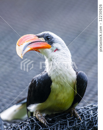 Von Der Deckens Hornbill 12230926
