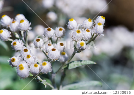 照片素材(圖片): 小花 白色鮮花 菊花