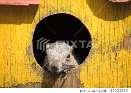 台灣松鼠 12231283