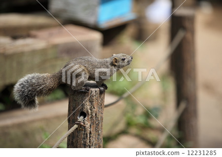 台灣松鼠 12231285