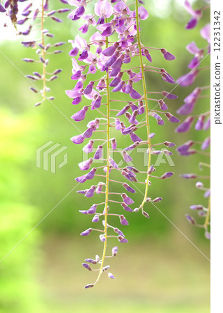 紫藤福娃03 紫藤福娃03 12231342