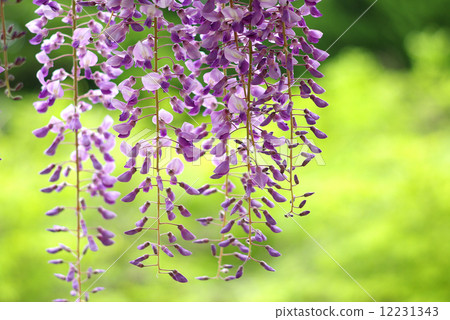 紫藤花04 12231343