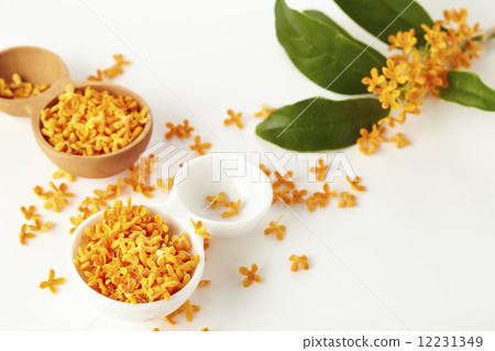 Osmanthus 12231349