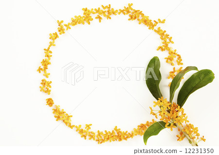 Fringe of osmanthus 12231350