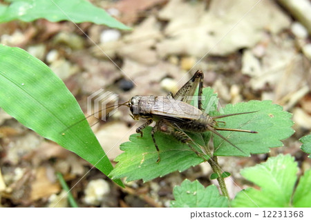 蟋蟀 12231368