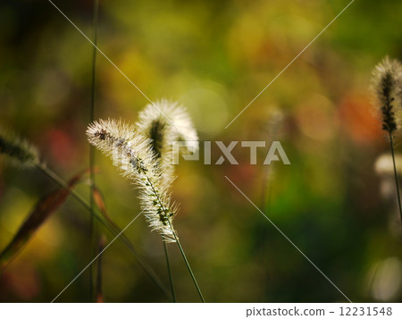 Cat slasher 06 12231548