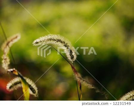 Cat Sharpness 07 12231549