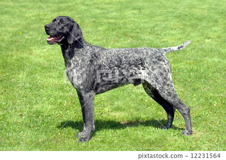 Portrait of Black Roan dog on a green grass lawn 12231564