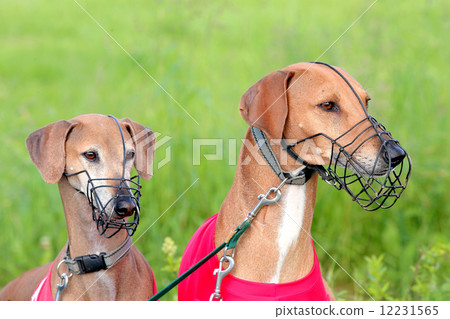 Portrait of two Sighthound Azawakh on a green background 12231565