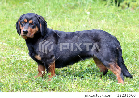 Black Alpine Daschbracke in the garden 12231566