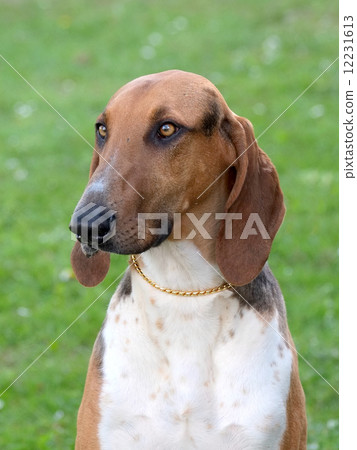 Portrait of typical Scenthound Poitevin on a spring meadow 12231613