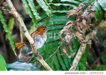 Honto wo uchige 2 12231713