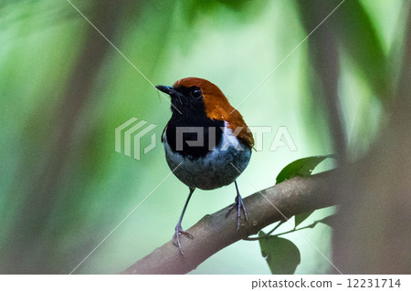 Honto wo imago 1 Honto wo imago 1 12231714