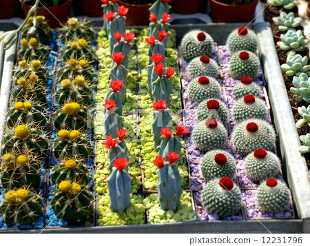 small cacti 12231796