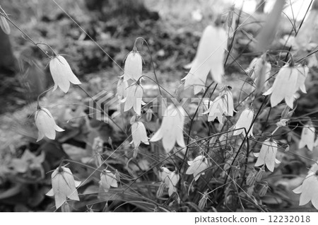 Iwashagin Iwashagin 12232018